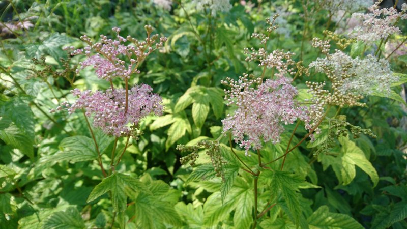 Filipendula purpurea 'Elegans'